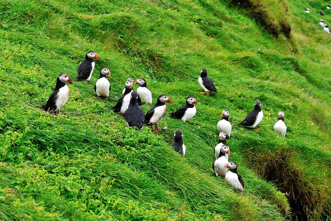 Westman Islands - Reykjavik (Bus transfer from Landeyjahöfn) - Price and what you really get for $65