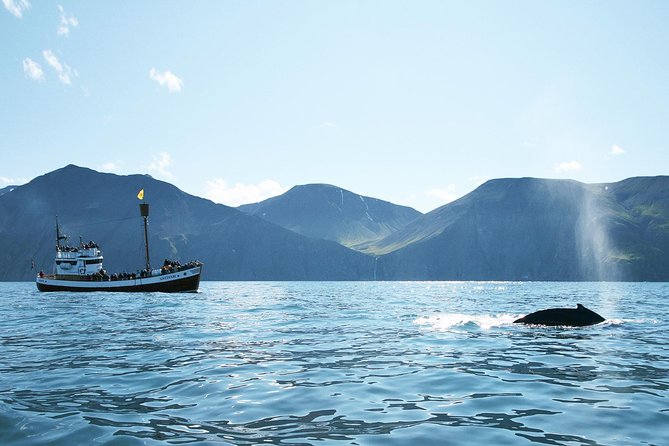 Whale and Puffin Watching around Skjálfandi Bay from Husavik - Key things that make this cruise worth your time