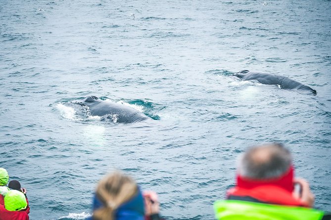 Whale and Puffin Watching around Skjálfandi Bay from Husavik - Skjálfandi Bay whale energy, plus Iceland’s puffin hotspot