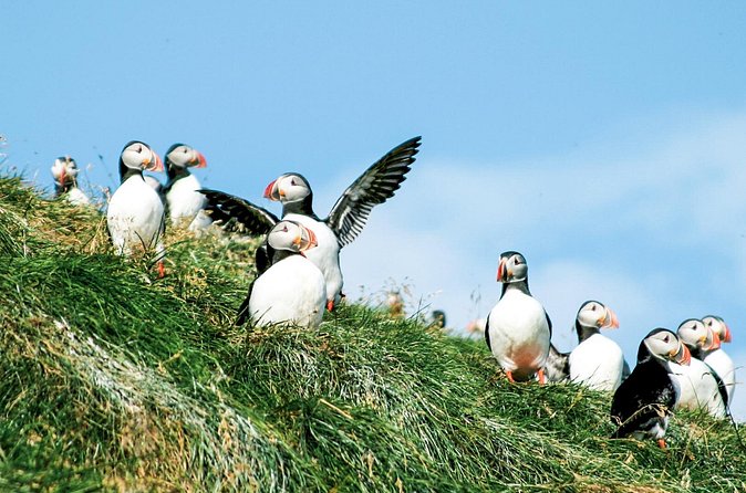 Whale and Puffin Watching around Skjálfandi Bay from Husavik - Puffin Island spotting: funny birds, tricky distances