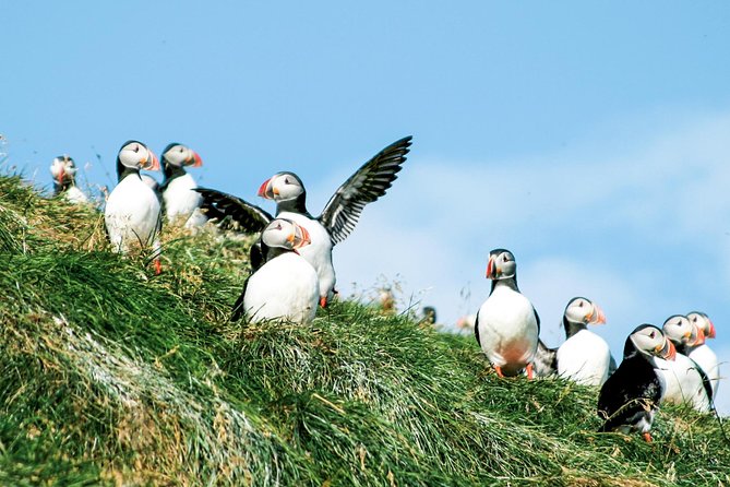 Whale and Puffin Watching around Skjálfandi Bay from Husavik - When the weather shifts, your plan shifts too