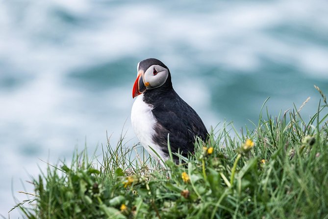 Whale and Puffin Watching around Skjálfandi Bay from Husavik - Price and value: what $139.08 buys you in real terms