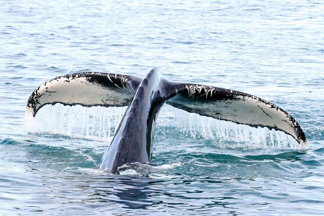 Whale and Puffin Watching around Skjálfandi Bay from Husavik - Meeting point and timing: plan to start right on time