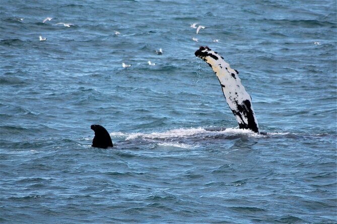 Whale Watching And Fly Over Iceland Guided Tour - FlyOver Iceland at 360 degrees: simulated flight, real feelings