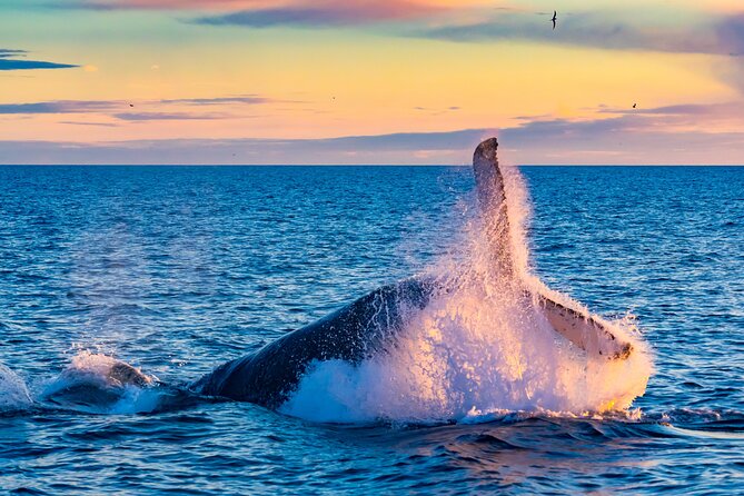Whale Watching and Golden Circle Tour from Reykjavik - Key highlights at a glance