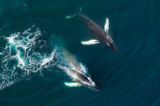 Whale Watching and Golden Circle Tour from Reykjavik - Gullfoss Waterfall: Power from Multiple Angles