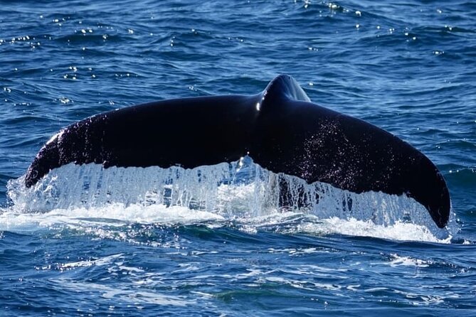Whale Watching and Marine Life Tour in Reykjavik - Price, Duration, and What You’re Really Paying For