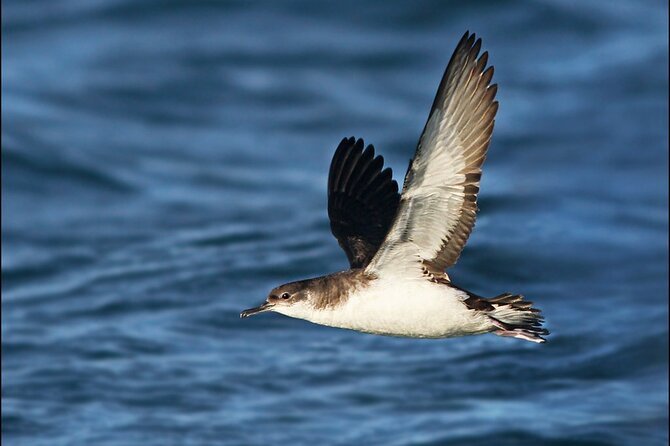 Whale Watching and Marine Life Tour in Reykjavik - Faxafloi Bay: Where the Wildlife Comes to Check You Out