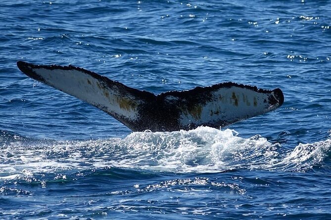 Whale Watching and Marine Life Tour in Reykjavik - The Onboard Search: How the Crew Helps You Actually See Whales