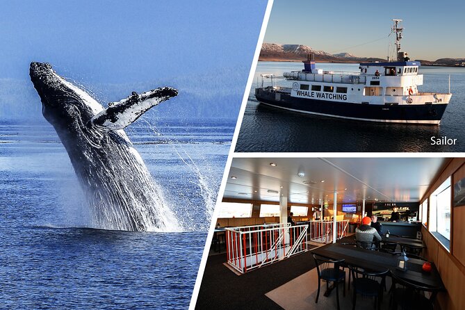 Whale Watching and Marine Life Tour in Reykjavik - Close Encounters, and the Reality Check on Timing