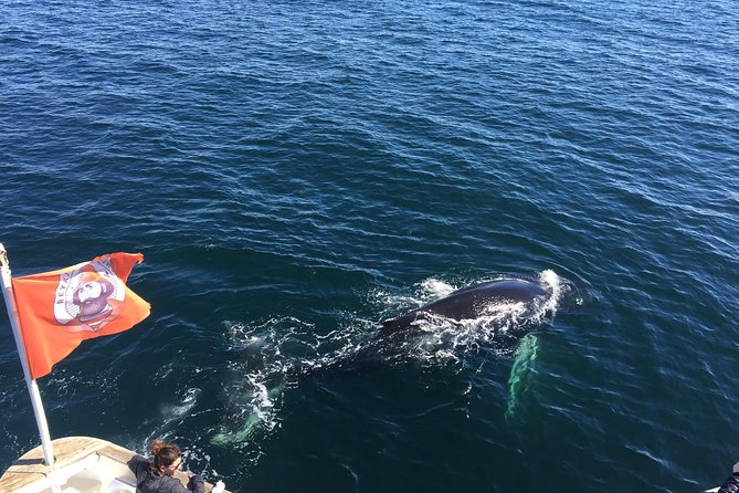 Whale Watching and Northern Lights Half-Day Combo Tour - Reykjavik whale watching meets auroras: why this combo is smart