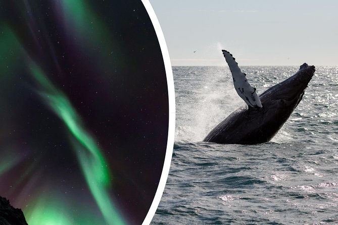 Whale Watching and Northern Lights Half-Day Combo Tour - Wildlife and aurora success: how the tour handles missed lights