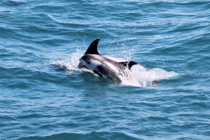 Whale Watching and Northern Lights Half-Day Combo Tour - What I’d bring, and how to maximize your chances