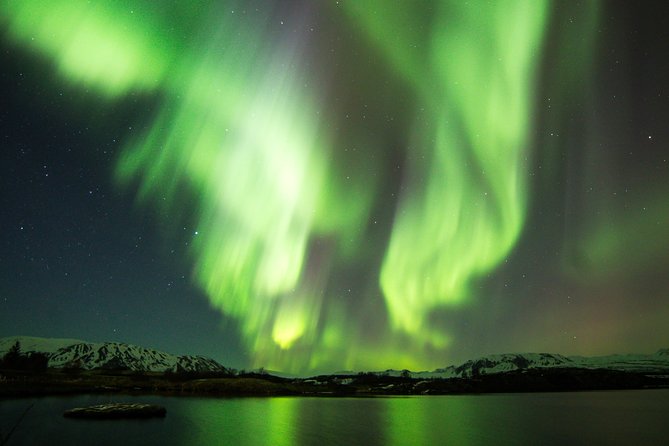 Whale Watching and Northern Lights Half-Day Combo Tour - Daytime whale watching from Geirsgata 11: what you’re likely to see