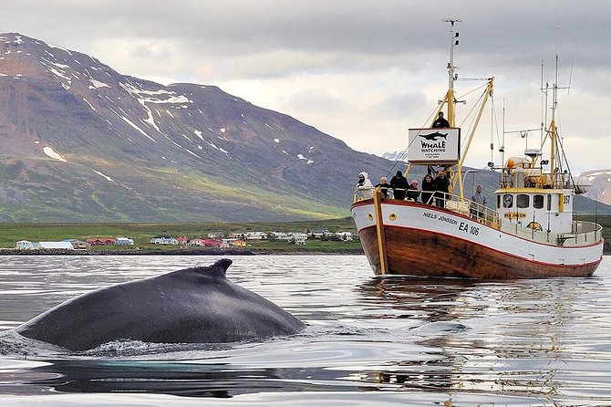 Whale Watching and Sea Angling Tour - Hauganes whale sightings, with a fishing line in hand