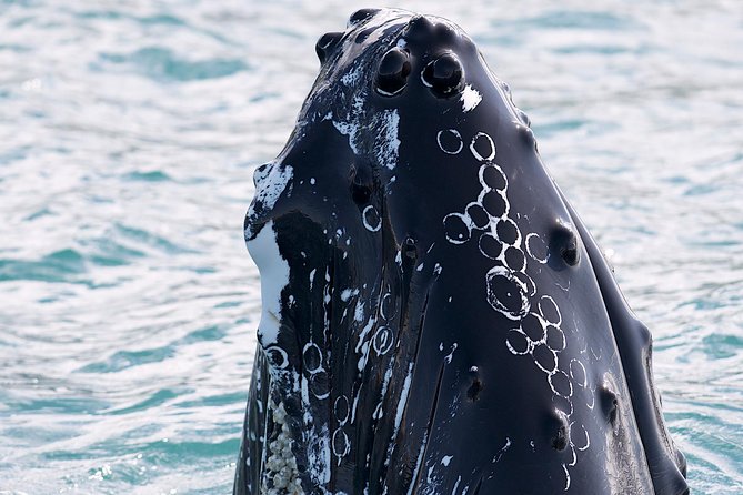 Whale Watching and Sea Angling Tour - Key things that make this trip worth your time
