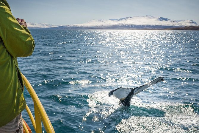 Whale Watching and Sea Angling Tour - Meeting at Hafnargata 2 and getting on the water fast