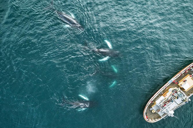 Whale Watching and Sea Angling Tour - Whale watching on the boat: what you really do out there