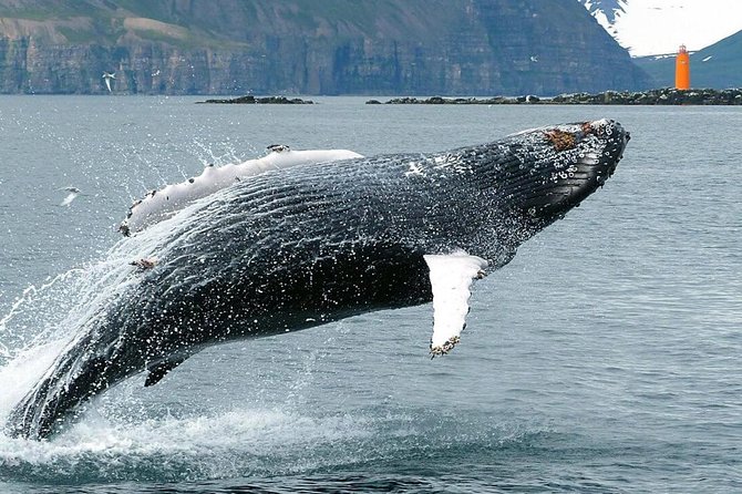 Whale Watching and Sea Angling Tour - Sea angling during the trip: fun cod odds, shared gear, mixed expectations