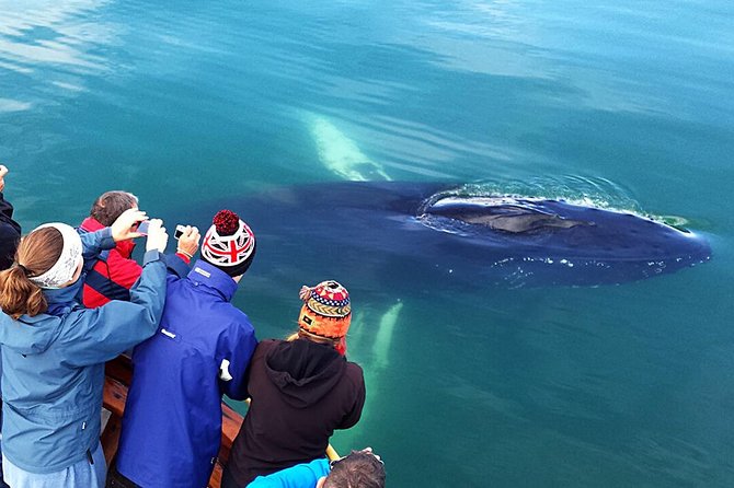 Whale Watching and Sea Angling Tour - Akureyri cruise terminal logistics: the 25-minute drive you should plan for