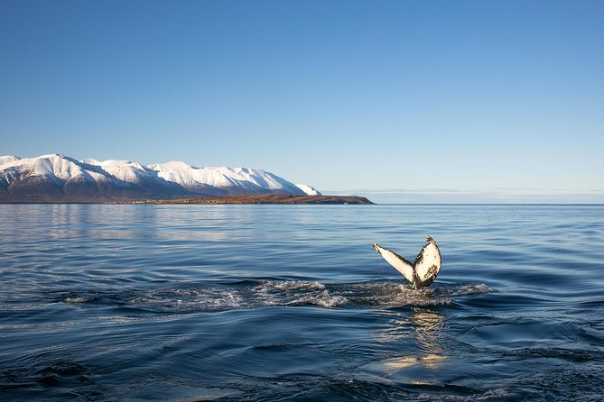 Whale Watching and Sea Angling Tour - Eyjafjörður fjord from Hauganes: why the whale chances feel good