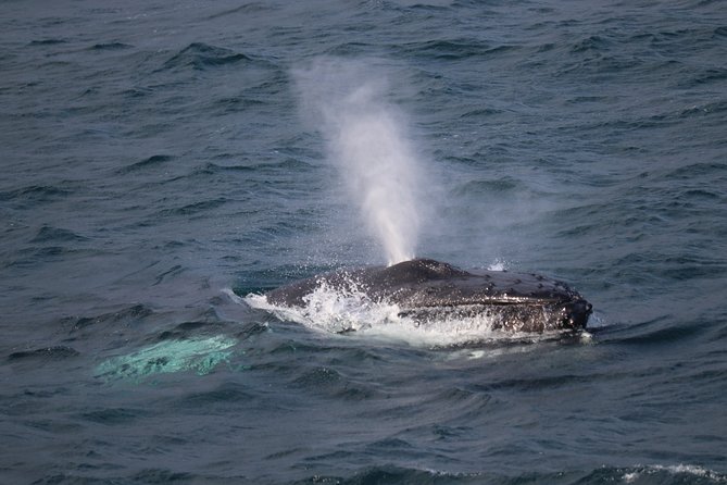 Whale-Watching Boat Tour with Expert Guide from Reykjavik - Key things I’d plan around