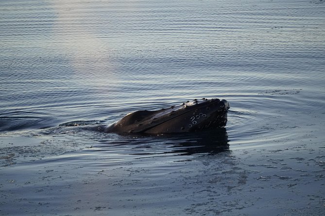 Whale-Watching Boat Tour with Expert Guide from Reykjavik - Onboard Wi-Fi, photos, and what the boat experience feels like