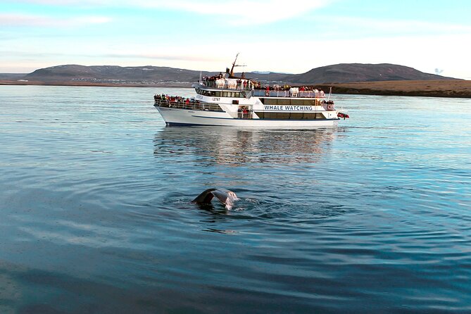 Whale-Watching Boat Tour with Expert Guide from Reykjavik - The guide and the commentary, plus one audio reality check