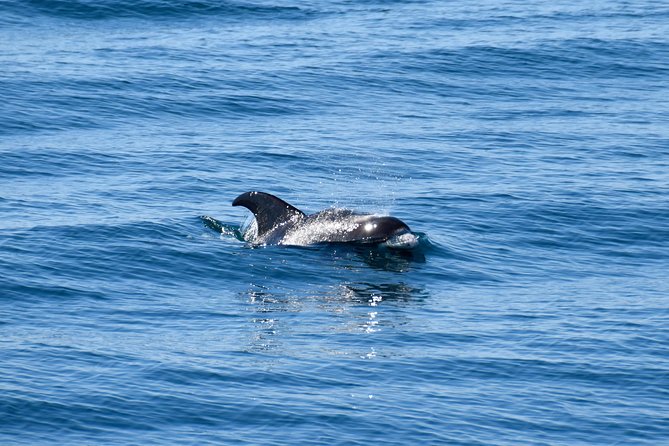 Whale-Watching Boat Tour with Expert Guide from Reykjavik - Price and value: how $86.51 translates into risk reduction