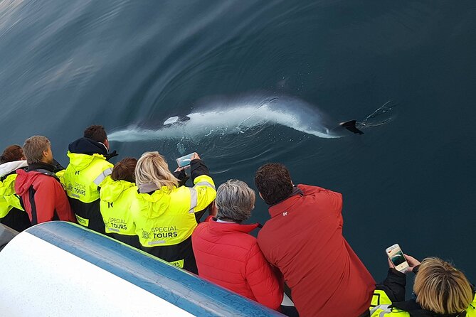 Whale-Watching Boat Tour with Expert Guide from Reykjavik - Who this whale watch suits best in Reykjavik