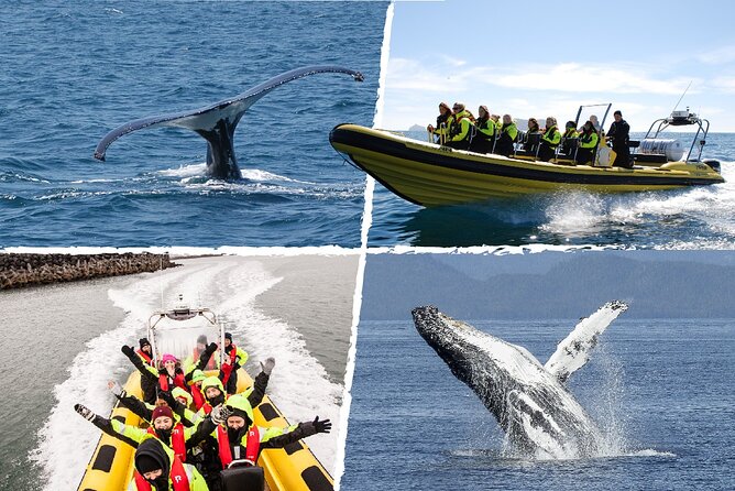 Whale Watching by RIB Speedboat from Downtown Reykjavik - The RIB Ride: Speed, Spray, and How to Stay Comfortable