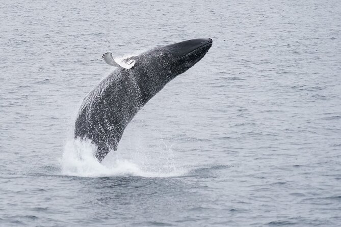 Whale Watching by RIB Speedboat from Downtown Reykjavik - Harpa, Sun Voyager, and the First Views That Set the Mood