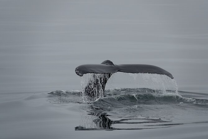 Whale Watching by RIB Speedboat from Downtown Reykjavik - Marine Mammals You’re Looking For, and How Close You Might Get
