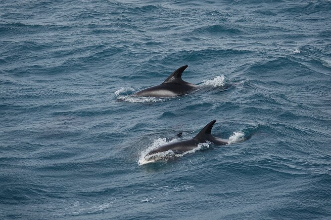 Whale Watching by RIB Speedboat from Downtown Reykjavik - Weather, Cancellations, and What to Do When the Sea Says No