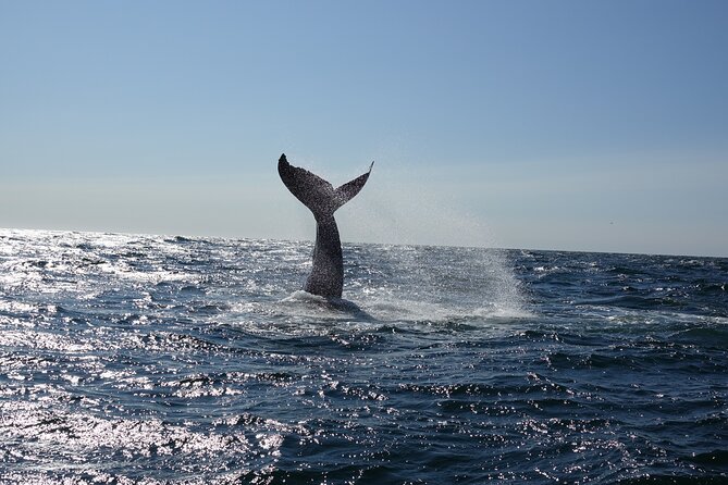 Whale Watching Cruise on a Yacht in Reykjavik - Reykjavik Whale Watching From Old Harbour, and Why the Bay Matters