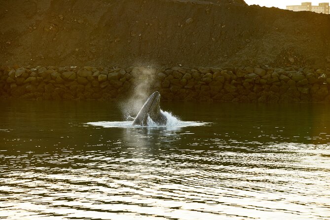 Whale Watching Cruise on a Yacht in Reykjavik - Engey, Lundey (Puffin Island), and Viðey: Why These Names Come Up
