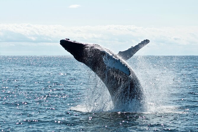 Whale Watching Cruise on a Yacht in Reykjavik - The 3-Hour Timing Reality, Including the Waiting Game