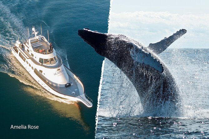 Whale Watching Cruise on a Yacht in Reykjavik - Boat Comfort, Warmth, and Staying Put Without Missing the Action