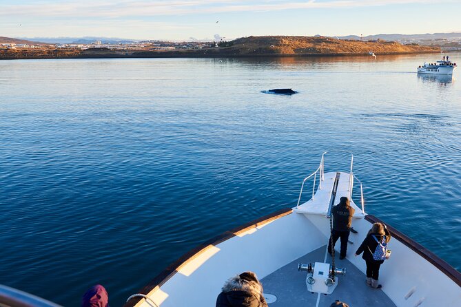 Whale Watching Cruise on a Yacht in Reykjavik - What You Might See: Minke, Humpback, Dolphins, and Orcas (If Luck Smiles)