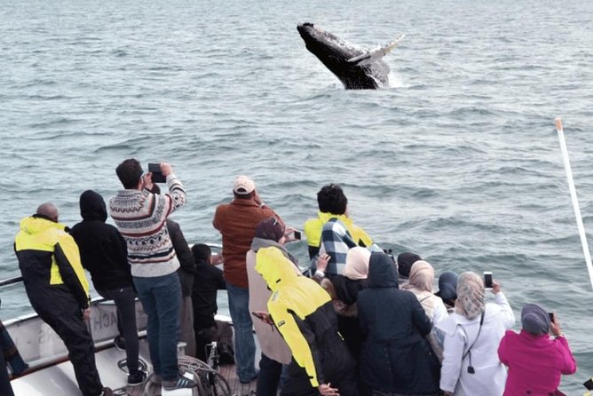 Whale Watching & Dolphin Yacht Cruise - Deck Strategy: How to Keep Your View When the Boat Moves
