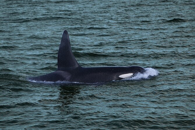 Whale Watching & Dolphin Yacht Cruise - Wildlife Chances in Faxafloi Bay (Including Puffins in Summer)