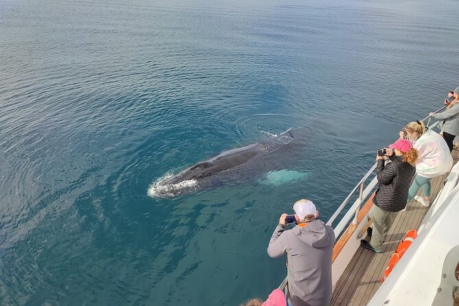 Whale Watching & Dolphin Yacht Cruise - If Wildlife Is Quiet: The Second Free Tour Option