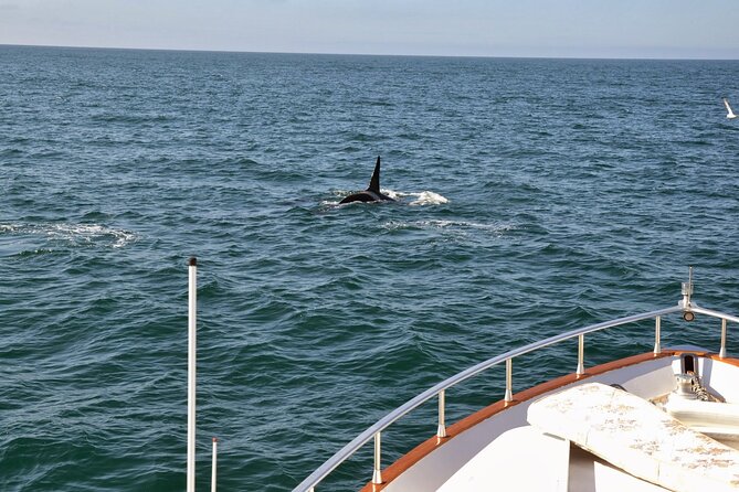 Whale Watching & Dolphin Yacht Cruise - Comfort at Sea: Blankets, Sea Sickness Help, and Real Expectations