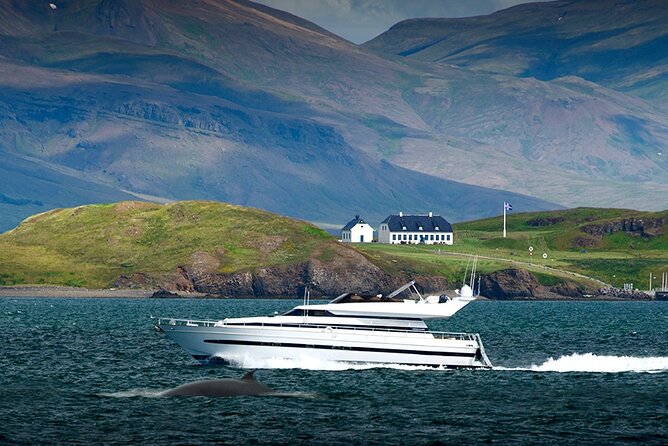 Whale Watching & Dolphin Yacht Cruise - Price and Value: What $108.61 Covers