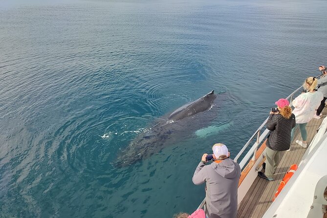 Whale Watching & Dolphin Yacht Cruise - Who This Yacht Cruise Fits Best in Reykjavik