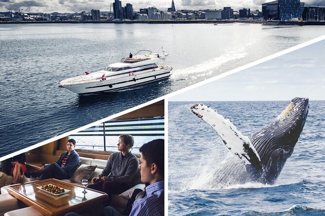 Whale Watching & Dolphin Yacht Cruise - Onboard Guiding: Learning More Than Just Where the Whale Is