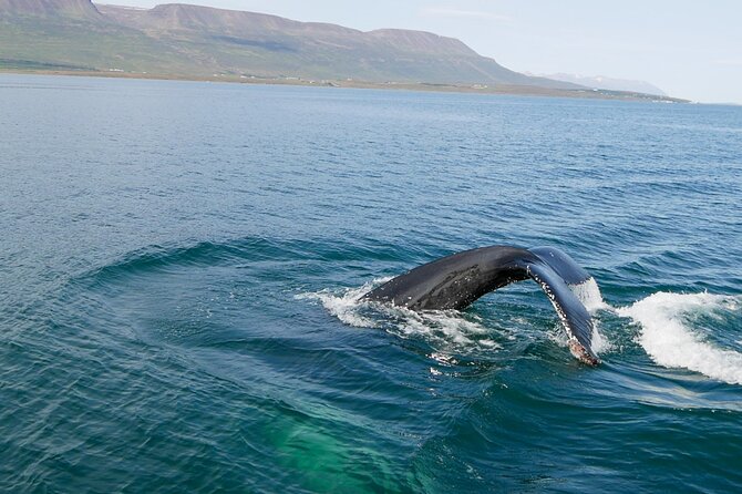 Whale Watching from Akureyri Port - What the 2 to 2.5 hour whale watching feels like