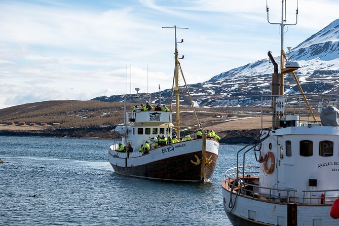 Whale Watching from Akureyri Port - Who this tour is best for (and who should consider timing)