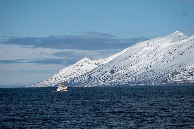 Whale Watching from Akureyri Port - Weather, timing, and staying cruise-ready