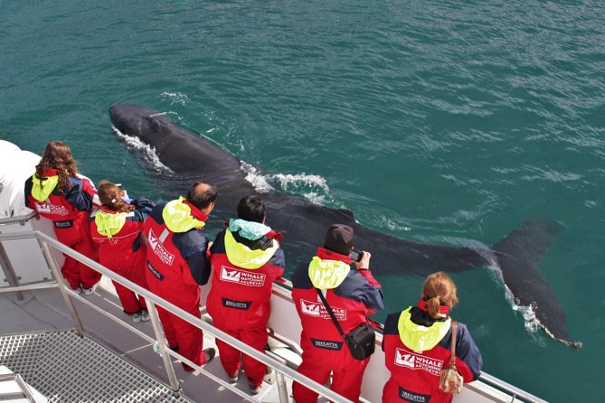 Whale Watching from Downtown Akureyri - Key things I’d bet on before you go